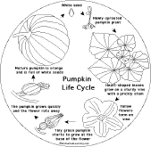 Search result: 'Pumpkin Shape Book: Pumpkin Life Cycle'
