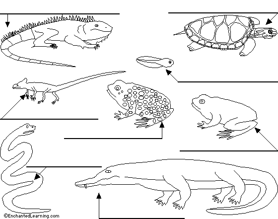 Reptiles and amphibians to label