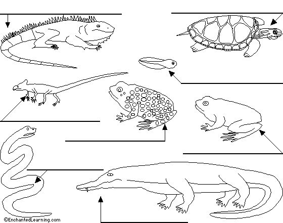 Search result: 'Label Reptiles and Amphibians (Printout)'