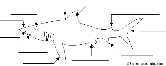 shark anatomy diagram to label