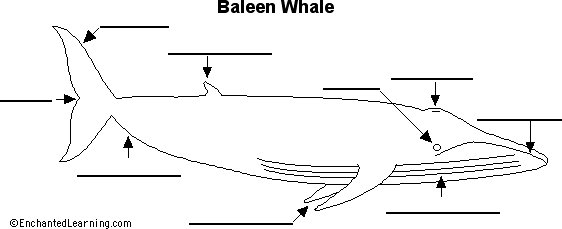 Search result: 'Label Baleen Whale Anatomy Printout'