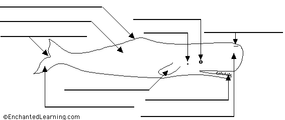 sperm anatomy diagram to label