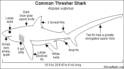 Search result: 'Thresher Shark Printout'