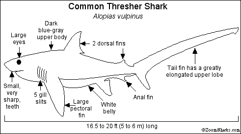 Tiger Shark Classification Chart