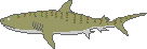 Tiger shark