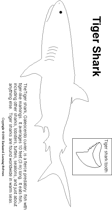 Tiger Shark