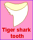 Search result: 'TIGER SHARK'