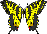 tiger swallowtail male