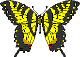 tiger swallowtail