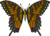 tiger swallowtail female