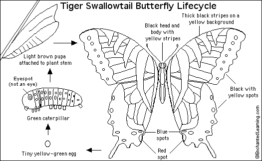 Tiger Swallowtail Printout