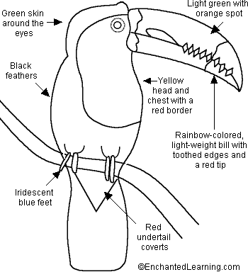 Search result: 'Keel-Billed Toucan Printout'