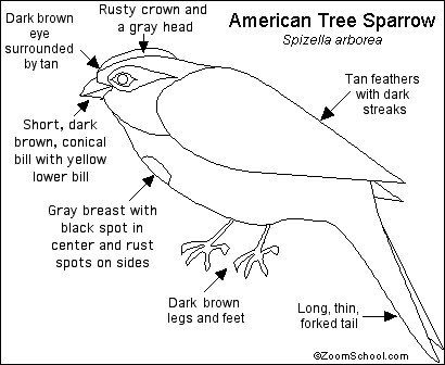 Search result: 'American Tree Sparrow Printout'