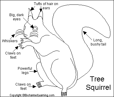 Search result: 'Squirrel Printout'