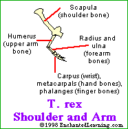 T. rex shoulder and arms