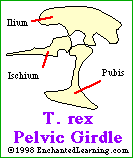 T. rex pelvis