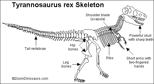 Search result: 'T. rex Skeleton Printout'