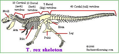 Dinosaur Weight Chart