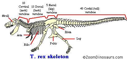 T. rex skeleton