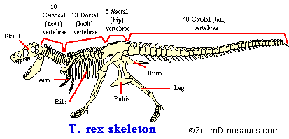 Dinosaur Chart With Names