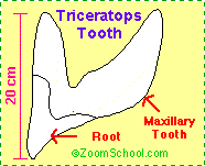 Troodon tooth