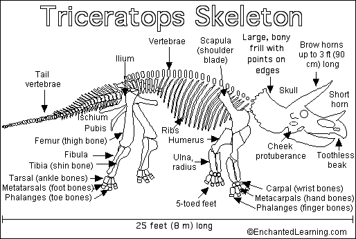 Search result: 'Triceratops Skeleton Printout'