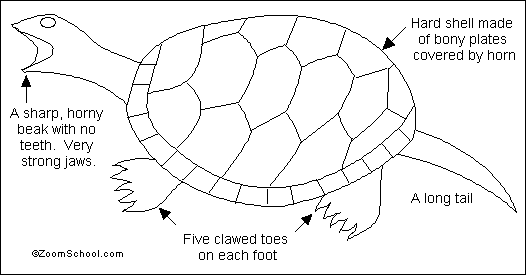 Snapping Turtle Printout- EnchantedLearning.com