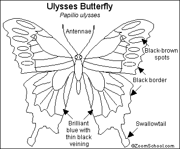 Search result: 'Ulysses Butterfly Printout'