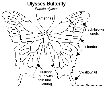 Ulysses Butterfly