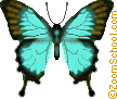 Ulysses Butterfly