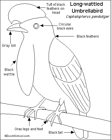 Download Umbrellabird Printout- EnchantedLearning.com