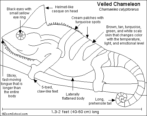Veiled Chameleon Printout- EnchantedLearning.com