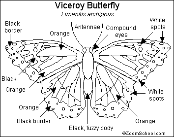 Search result: 'Viceroy Butterfly Printout'