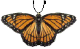 Viceroy Butterfly