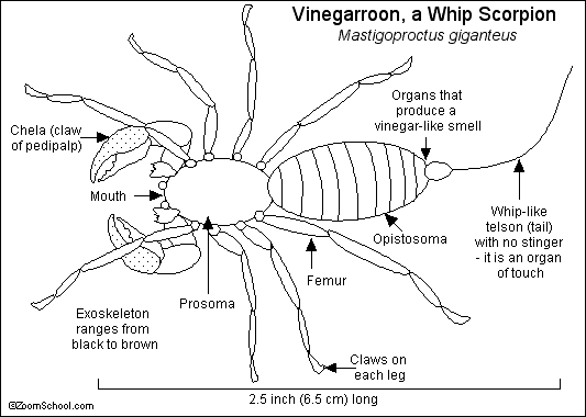 Search result: 'Vinegarroon, a Whip Scorpion'