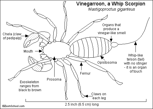 different types of vinegaroon