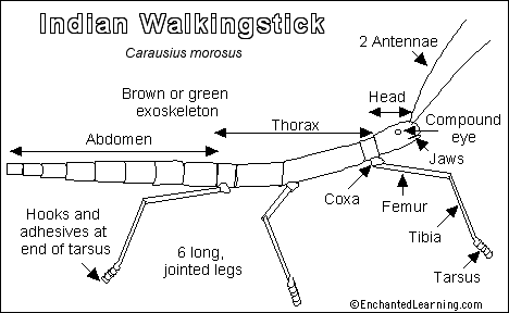 walkingstick