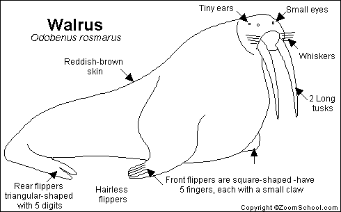 Paul the Walrus