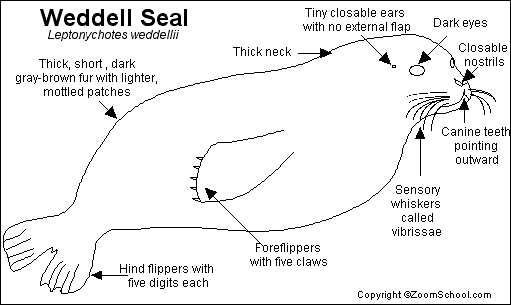 Search result: 'Weddell Seal Printout'