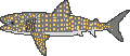 A printout of a whale shark.