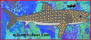 Shark Sizes - EnchantedLearning.com