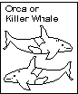 A whale template
