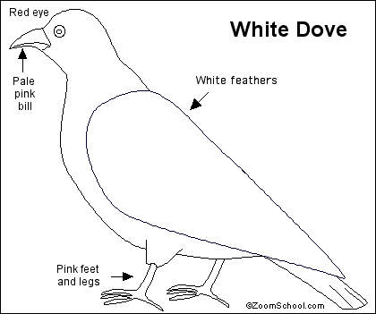 Search result: 'White Dove (pigeon) Printout'