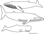 Search result: 'Whale Templates'