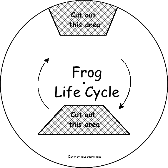 Search result: 'Frog Life Cycle Wheel - Top: Printable Worksheet'
