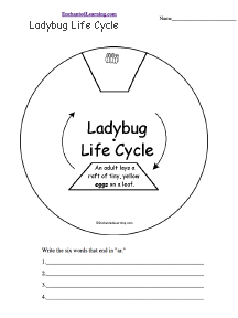 Search result: 'Ladybug Life Cycle Wheel: Printable Worksheet'