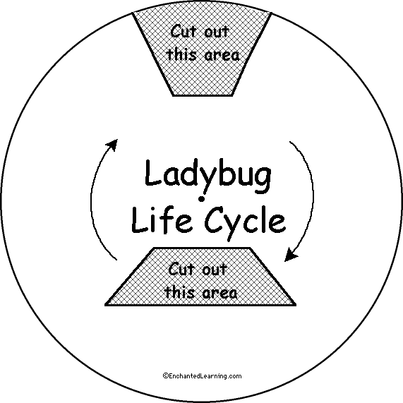 Search result: 'Ladybug Life Cycle Wheel - Top: Printable Worksheet'