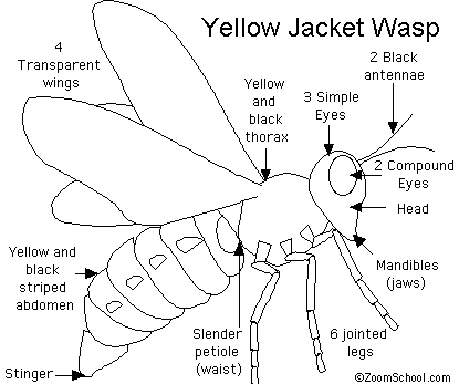 Search result: 'Yellow Jacket Printout'