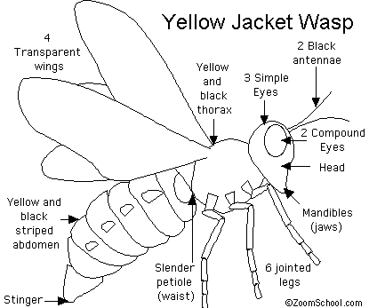 Yellow Jacket Wasp Life Cycle