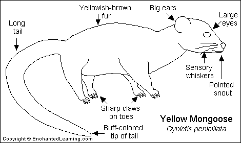 meat eating mammals